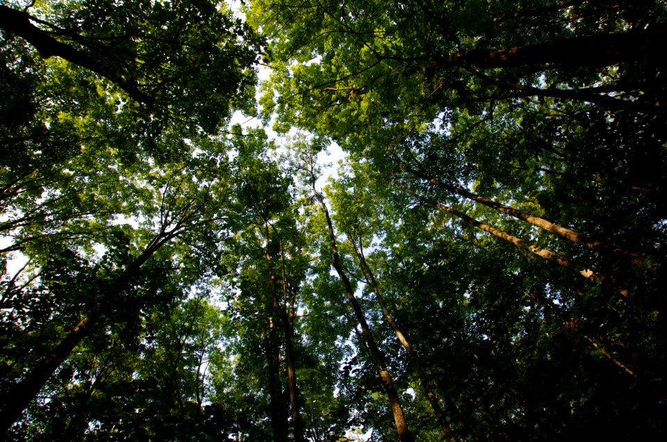 High Green Trees