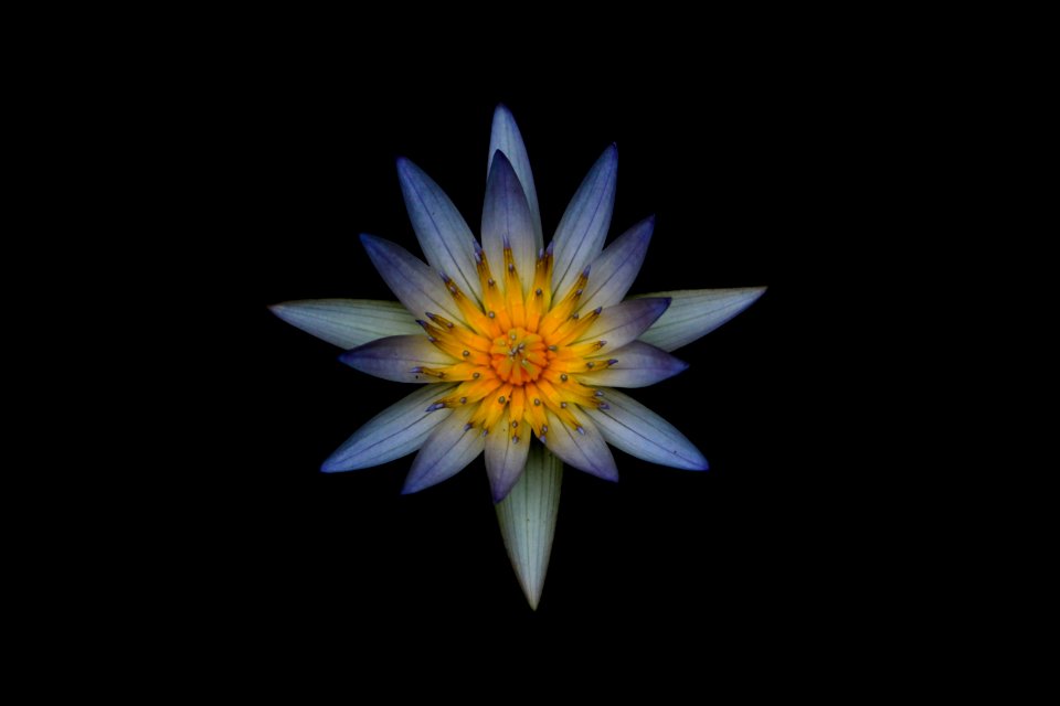 Grey And Yellow Petaled Flower