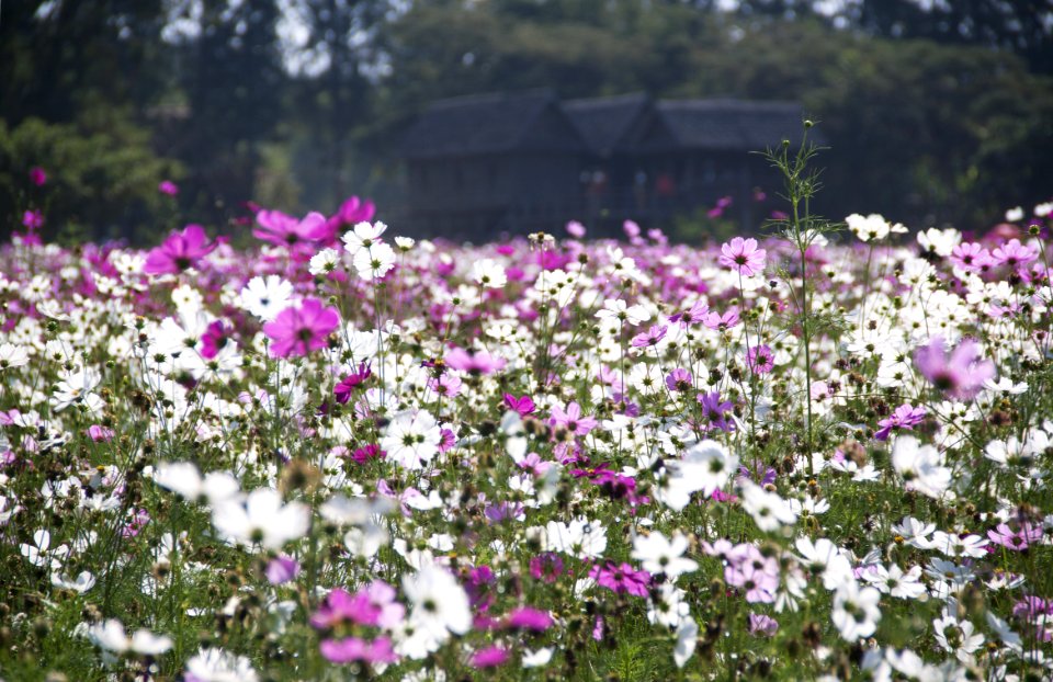 White And Purple Petal Flower Field