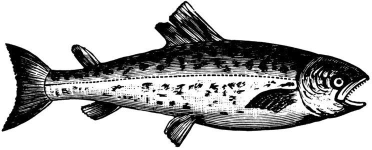 Saumon-001
