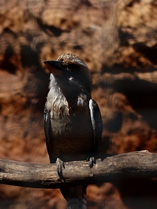 Dacelo novaeguineae lachender hans alcedinidae
