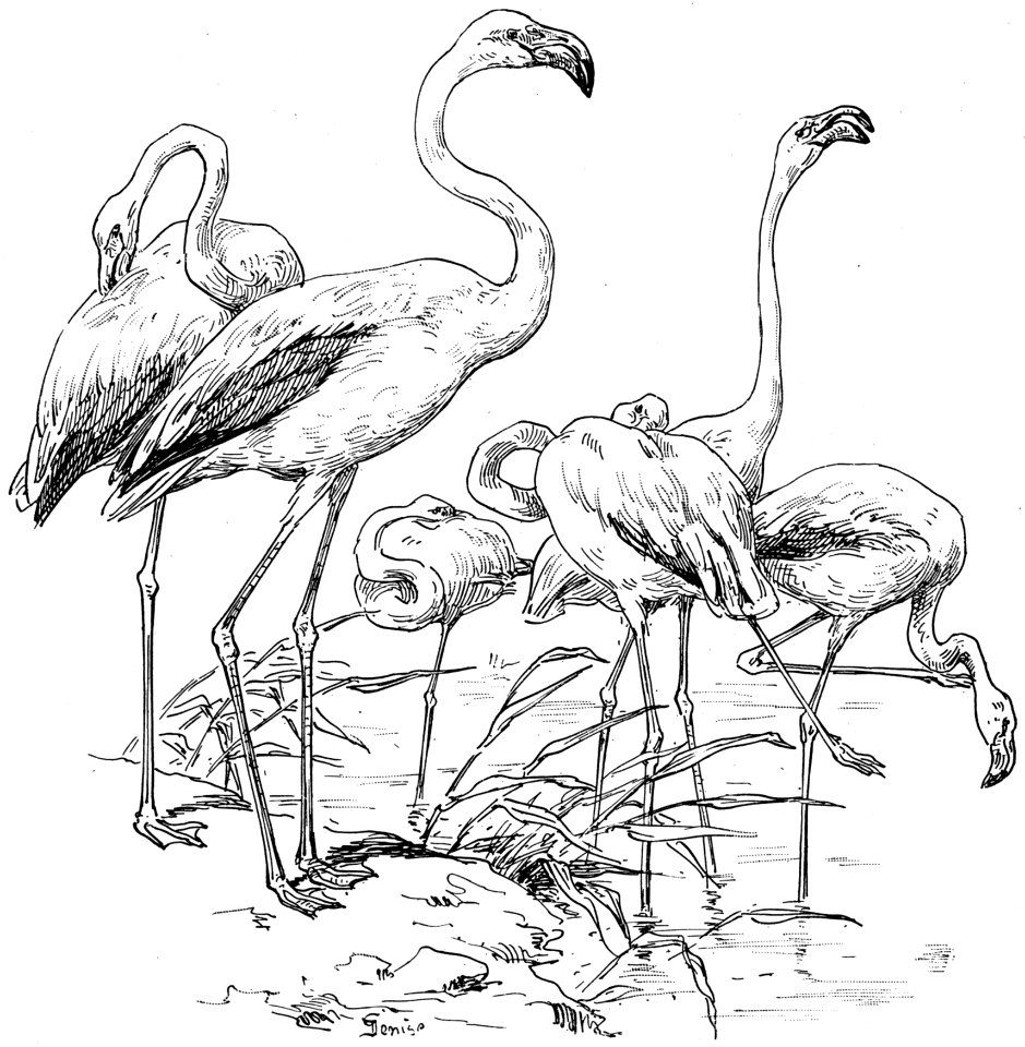 Flamant-rose-001-MO