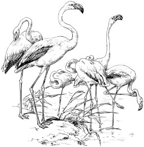 Flamant-rose-001-MO
