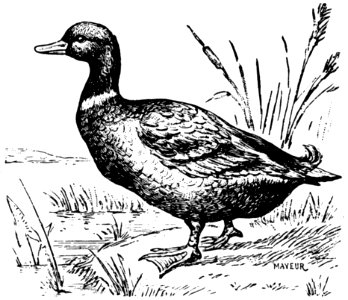Canard-004