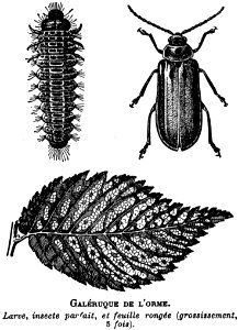 Insect White Arthropod Black