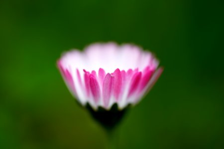 Tilt Shift Photography Of Pink And White Multi Petaled Flower photo