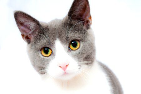 Grey And White Short Fur Cat photo