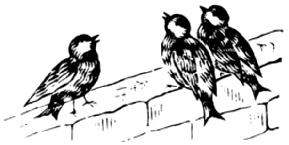 Hirondelle-019