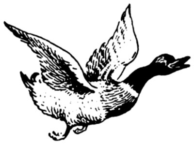 Canard-006