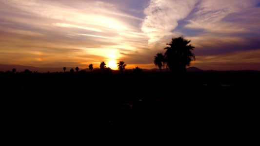 Silhouette Of Palm Trees During Sunset