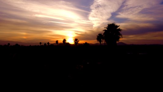 Silhouette Of Palm Trees During Sunset photo