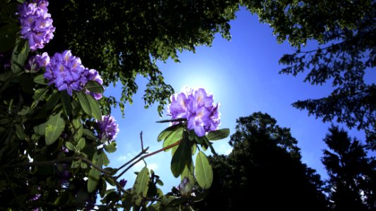 Worms Eye View Of Flowers Beside Trees Under The Sky During Daytime photo