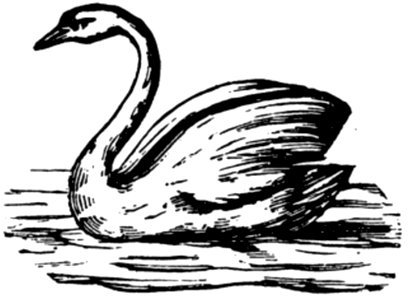 Cygne-005