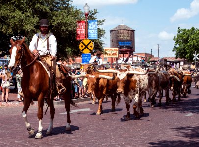 One of the twice-daily parades of longhorn steers (for tourists' enjoyment) up Exchange Street in the Stockyards District of Fort Worth. Original image from Carol M. Highsmith’s America, Library of Congress collection. photo