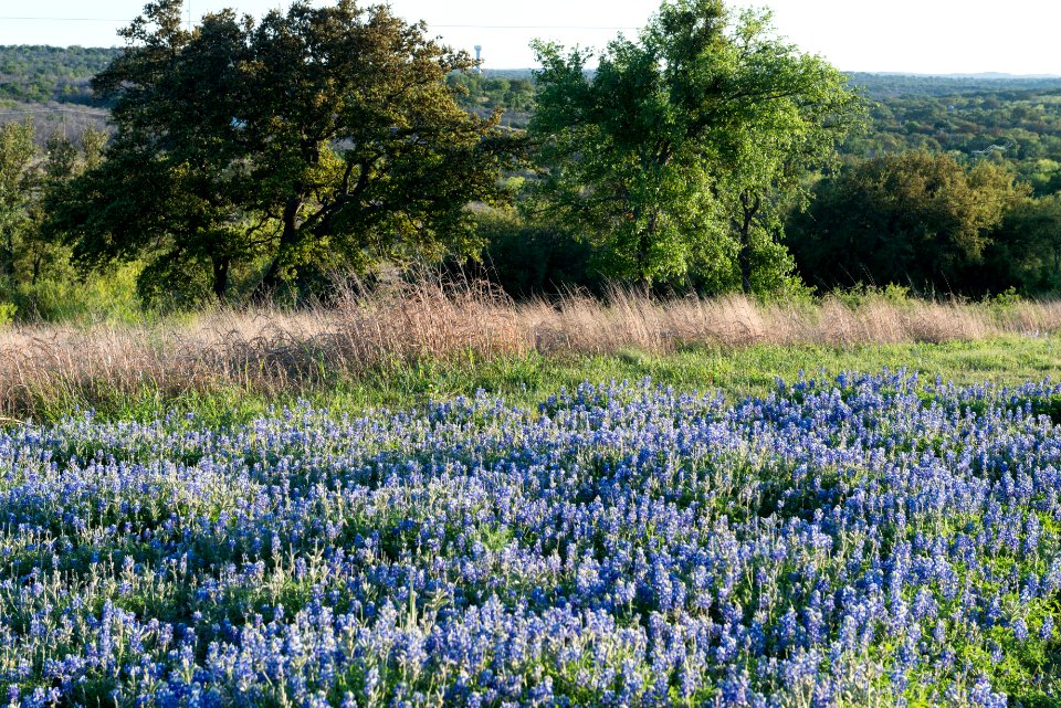 A luxurient field of bluebonnets, the state flower, near Marble Falls in the Texas Hill Country. Original image from Carol M. Highsmith’s America, Library of Congress collection.