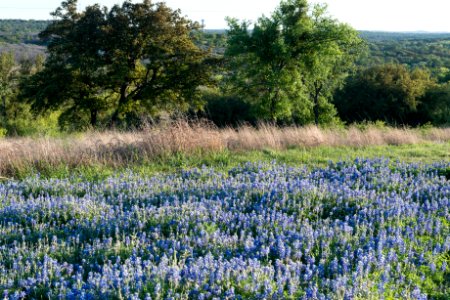 A luxurient field of bluebonnets, the state flower, near Marble Falls in the Texas Hill Country. Original image from Carol M. Highsmith’s America, Library of Congress collection. photo