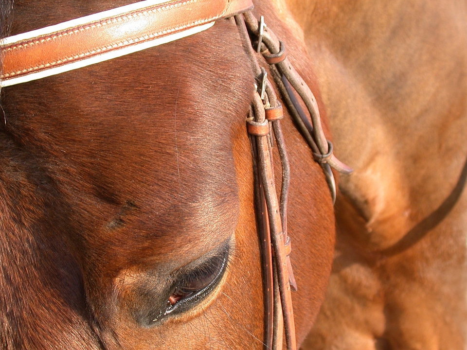Bai color horse head halter