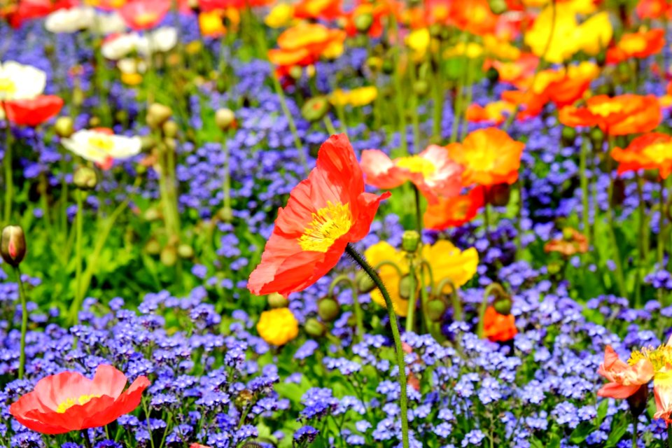 Close Up Photo Of Red Petaled Flower