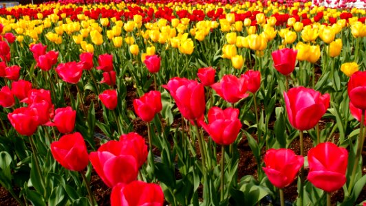 Red Petaled Flower