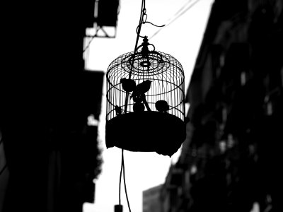 Grayscale Photo Of Bird In Cage photo