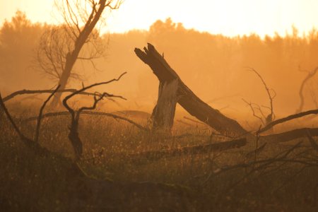Bare Tree During Sunset