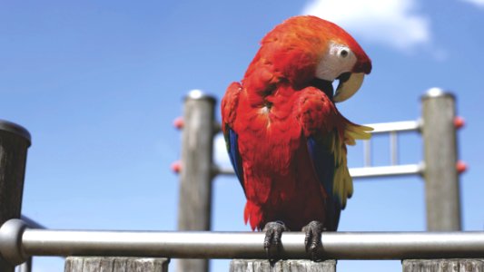 Red Parrot On Bar On Sunny Cloudless Day