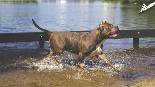 Tan American Pitbull Running On Water photo