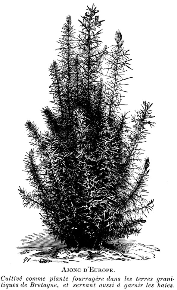 Ajonc-OA