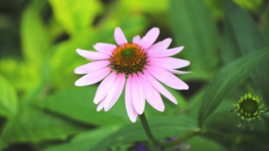 Purple Petaled Flower In Macro Photography photo