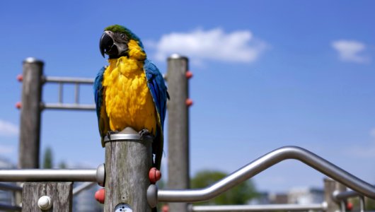 Scarlet Macaw On Brown Wooden Framed Metal Railing During Daytime In Macro Photography photo