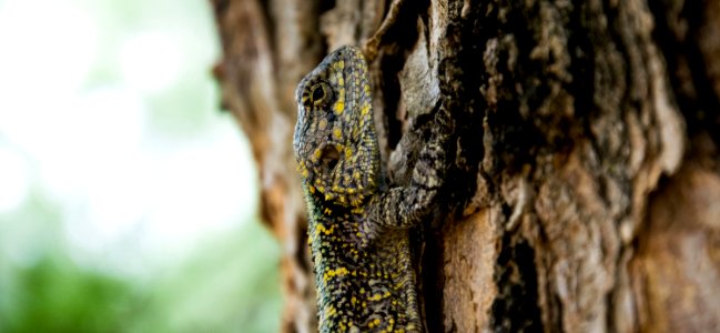 Brown Black Yellow Beige Lizard Climbing On Brown Tree