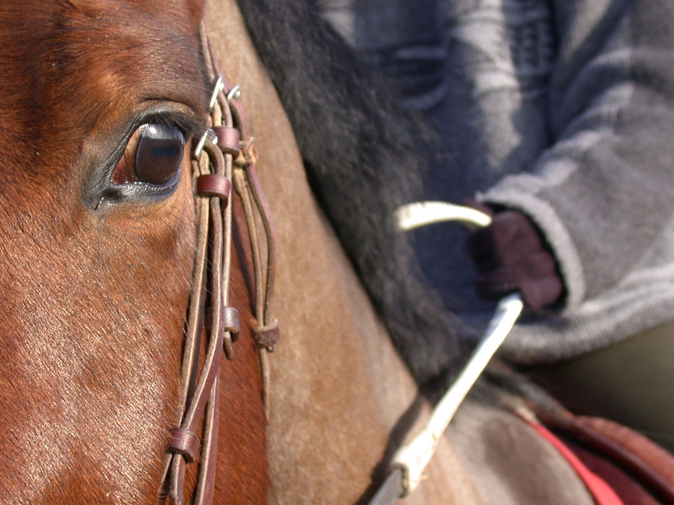 Bai color horse head halter