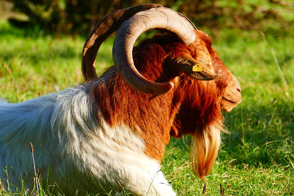 Horns domestic goat goatee