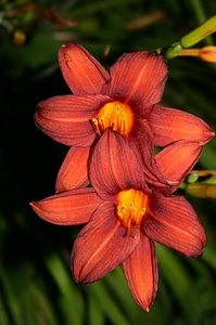 Close-up lily orange photo
