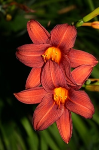 Close-up lily orange