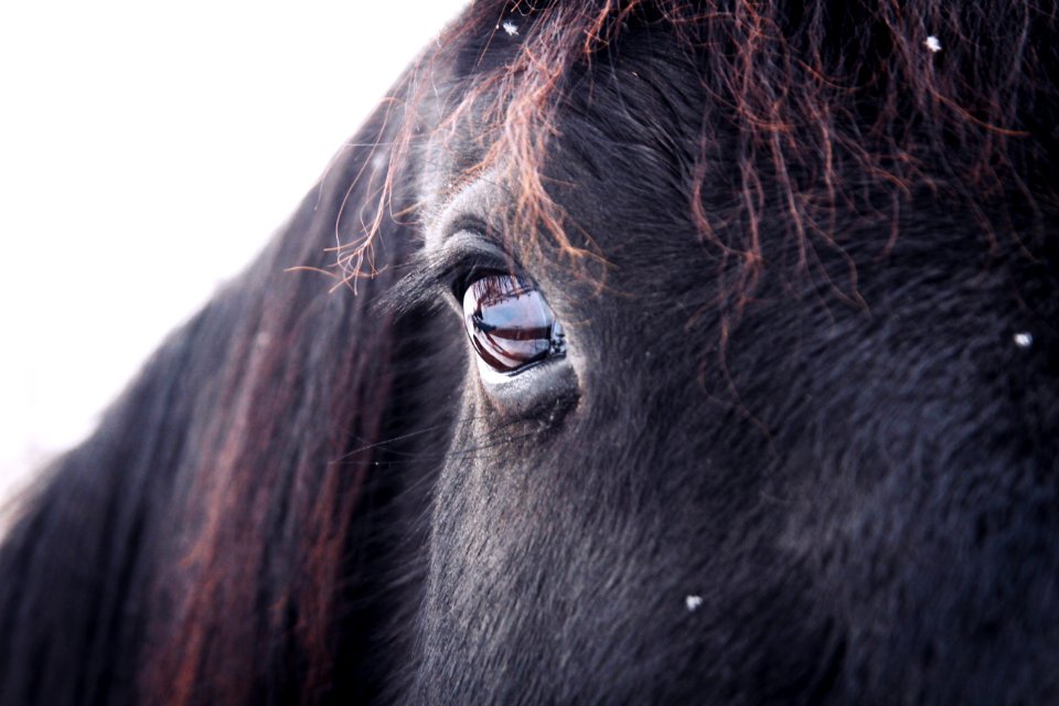 Staring Eye Of Black Horse