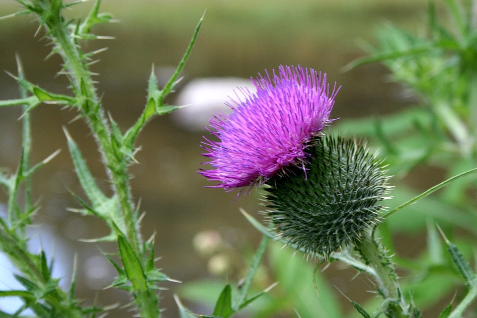 Plant natural blossom