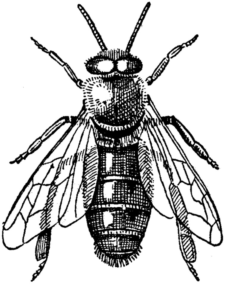 Abeille-male
