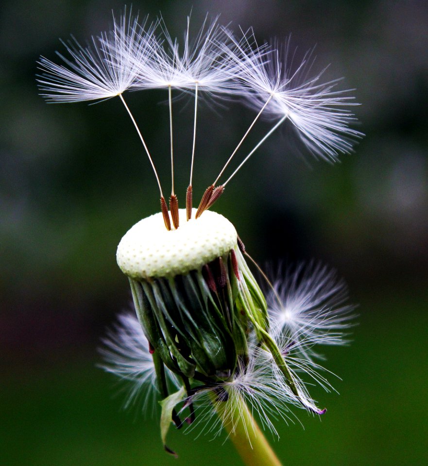 Close Up Photography Of White Dandelion Seed