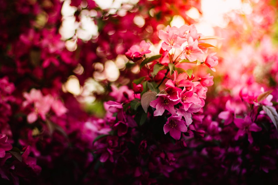 Pink Green And Purple Flowers During Daytime
