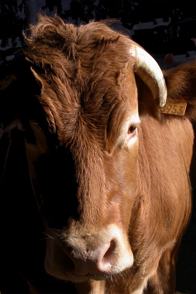 Cattle look bull's eye
