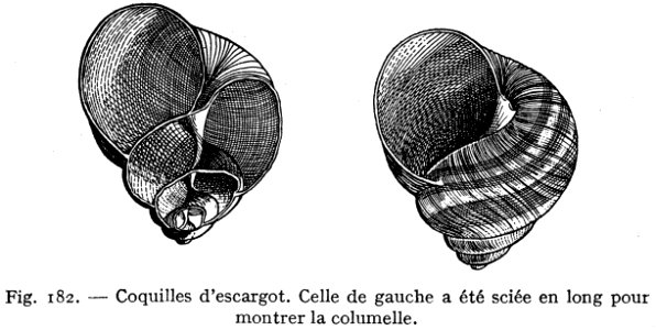 Coquille Descargot