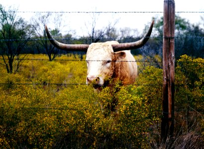 The State of Texas raises longhorn cattle at Abilene State Historical Park on the site of old Fort Griffin. Original image from Carol M. Highsmith’s America, Library of Congress collection.