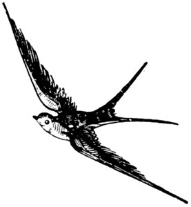 Hirondelle-014