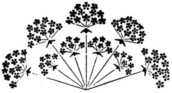 Ornement-048