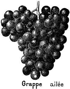 Raisin-3-OA