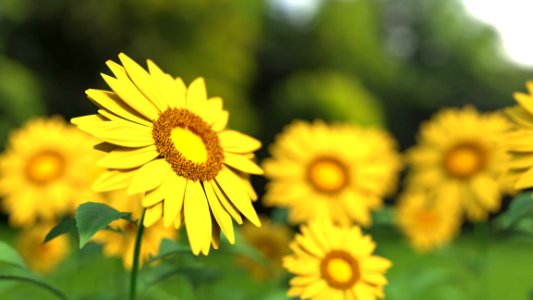Sunflower Field