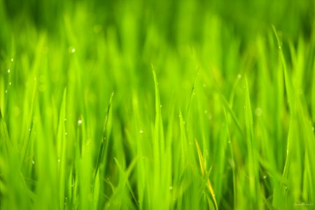 Close Up Photo Of Green Grass Under Sunny Sky During Daytime photo