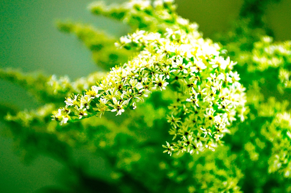 Macro ornament decoration