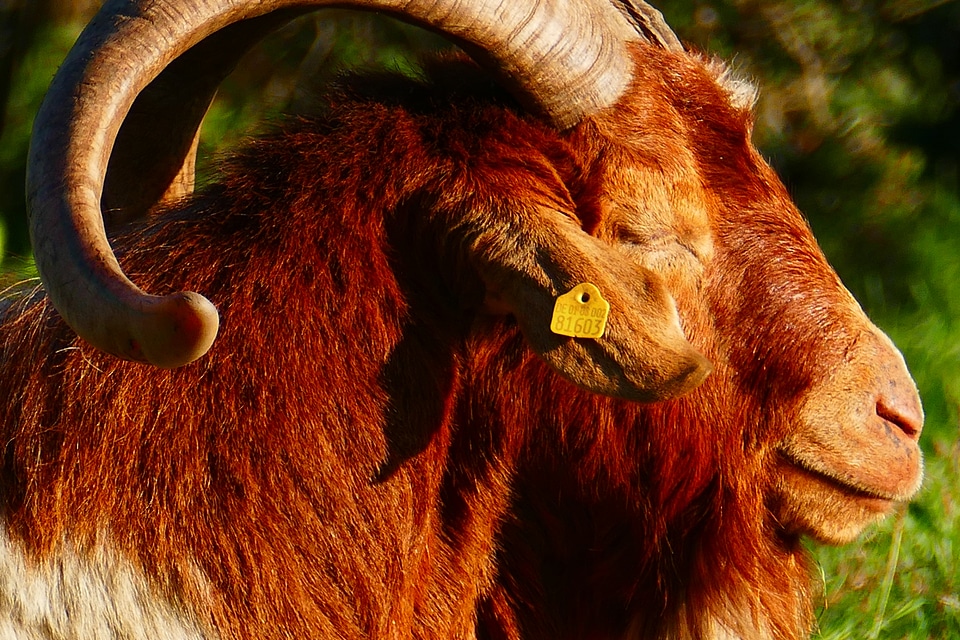 Horns domestic goat goatee